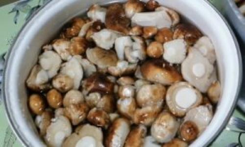 Подтопольники маринованные. Маринованные подтопольники на зиму: рецепты пикантной закуски