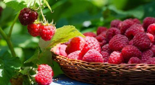 Когда созревает малина