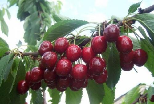 Вишня сезон созревания. Когда вишня начинает плодоносить? 04 Вишня сезон созревания. Когда вишня начинает плодоносить? 04