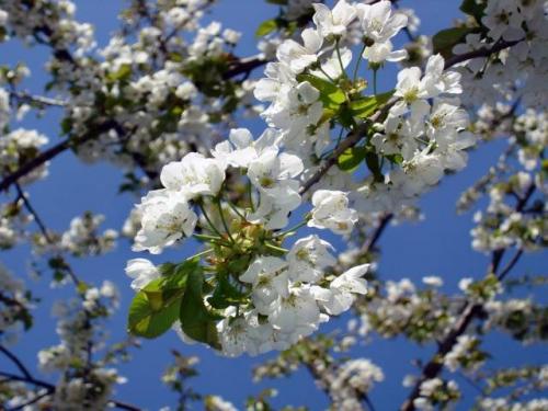 Вишня сезон созревания. Когда вишня начинает плодоносить? 03 Вишня сезон созревания. Когда вишня начинает плодоносить? 03