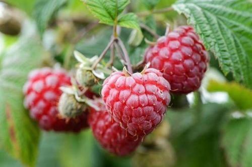 Когда созревает малина