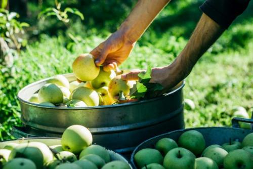 Когда созревают яблоки. Как оценить зрелость ранних и средних яблок?