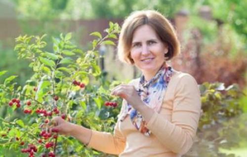 Когда созревает вишня в украине. Сбор урожая