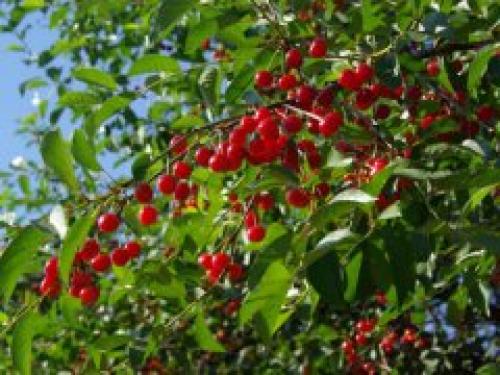 Когда созревает вишня: в россии. Когда спеет вишня