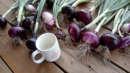 Лук посадка в зиму в сибири. Добавление статьи в новую подборку 06