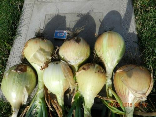 Лук посадка в зиму в сибири. Добавление статьи в новую подборку 04