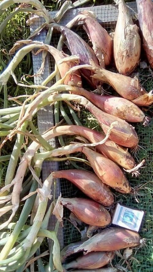 Лук посадка в зиму в сибири. Добавление статьи в новую подборку 05