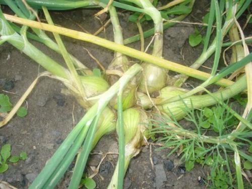 Лук посадка в зиму в сибири. Добавление статьи в новую подборку 02