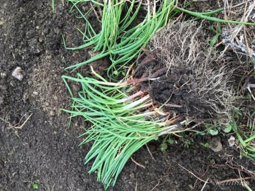 Лук посадка в зиму в сибири. Добавление статьи в новую подборку 01