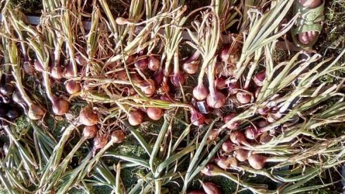 Лук посадка в зиму в сибири. Добавление статьи в новую подборку 07