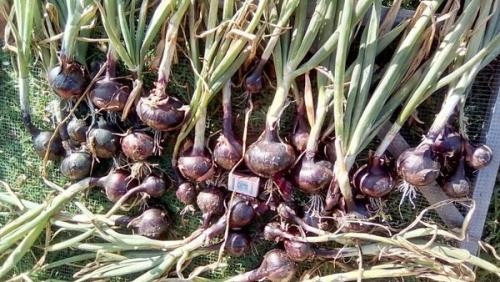 Лук посадка в зиму в сибири. Добавление статьи в новую подборку 08