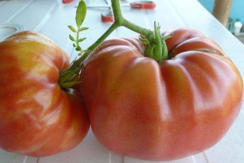 Томат Розовый принц. Розовые помидоры: лучшие сорта с фото и названиями (каталог)