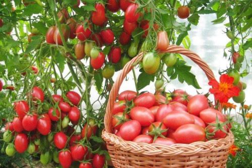 Томат Розовый принц. Розовые помидоры: лучшие сорта с фото и названиями (каталог)