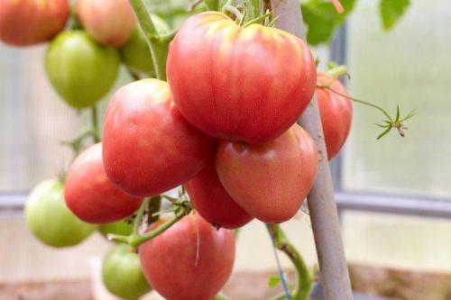 Томат Розовый принц. Розовые помидоры: лучшие сорта с фото и названиями (каталог)