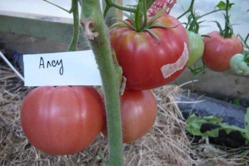 Томат Розовый принц. Розовые помидоры: лучшие сорта с фото и названиями (каталог)