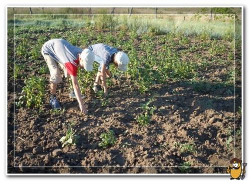 Картофель гала. Уход за грядками