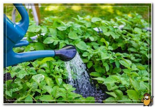 Картофель гала. Уход за грядками