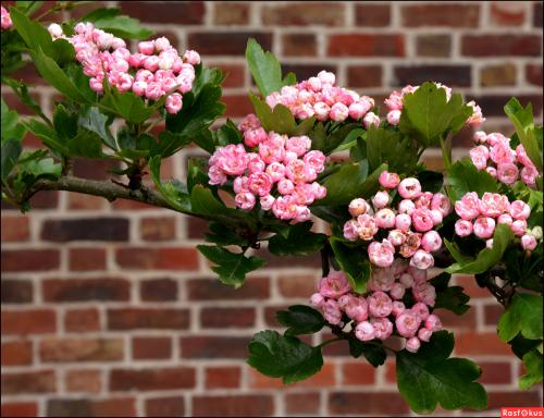 Полное руководство по боярышнику пауль скарлет: характеристики и уход 19 Полное руководство по боярышнику пауль скарлет: характеристики и уход 19