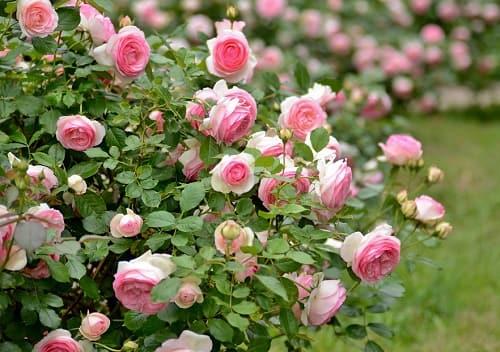 Обрезка и подкормка роз осенью. Уход за розами осенью. Подготовка к зиме — обрезка, подкормка, укрытие кустов