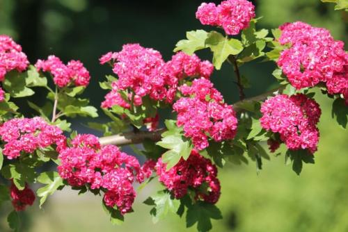 Какие существуют противопоказания к использованию боярышника Паул Скарлет.  Боярышник средний «Пауль Скарлет»