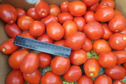 Низкорослые розовые томаты для открытого грунта. Низкорослые томаты: лучшие сорта с фото и названиями (каталог)