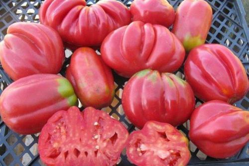 Сорта розовых томатов для открытого грунта.. Розовые помидоры: лучшие сорта с фото и названиями (каталог)