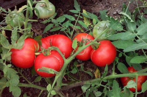 Низкорослые розовые томаты для открытого грунта. Низкорослые томаты: лучшие сорта с фото и названиями (каталог)