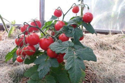 Низкорослые розовые томаты для открытого грунта. Низкорослые томаты: лучшие сорта с фото и названиями (каталог)