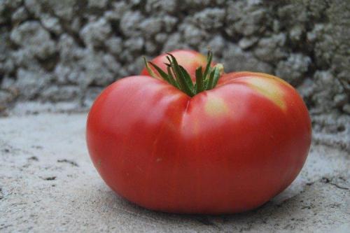 Сорта розовых томатов для открытого грунта.. Розовые помидоры: лучшие сорта с фото и названиями (каталог)