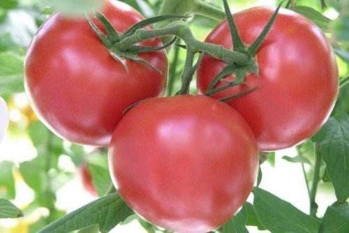 Сорта розовых томатов для открытого грунта.. Розовые помидоры: лучшие сорта с фото и названиями (каталог)