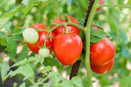 Низкорослые розовые томаты для открытого грунта. Низкорослые томаты: лучшие сорта с фото и названиями (каталог)