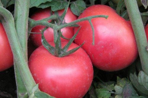 Сорта розовых томатов для открытого грунта.. Розовые помидоры: лучшие сорта с фото и названиями (каталог)