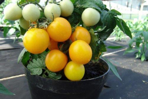 Низкорослые розовые томаты для открытого грунта. Низкорослые томаты: лучшие сорта с фото и названиями (каталог)