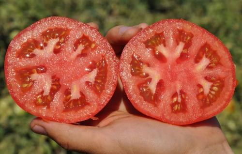180+ лучших сортов томатов. Лучшие сорта томатов на 2021 год: характеристики, описание и фото