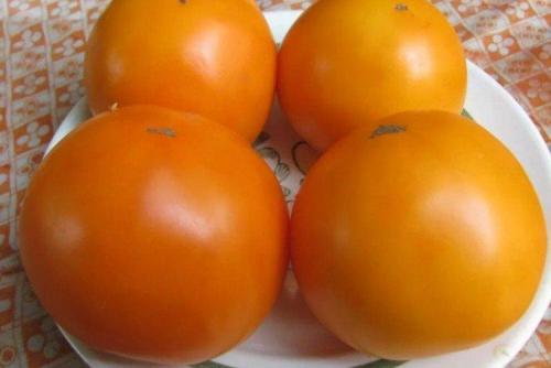 Низкорослые розовые томаты для открытого грунта. Низкорослые томаты: лучшие сорта с фото и названиями (каталог)