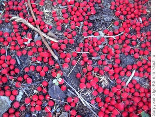 Можно ли вырастить боярышник Пауль из семян, или лучше купить саженцы. Как я вырастил боярышник из семян