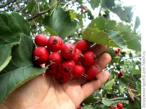 Можно ли вырастить боярышник Пауль из семян, или лучше купить саженцы. Как я вырастил боярышник из семян