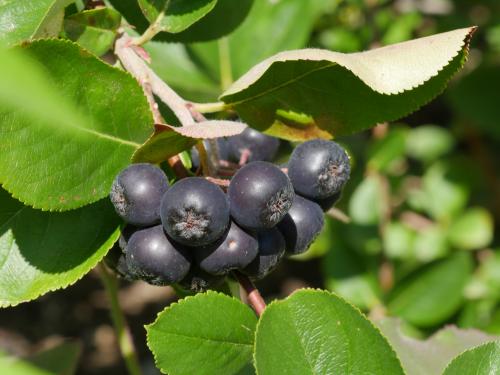 Купить саженцы боярышник пауль: выгодные предложения и полезные советы 01