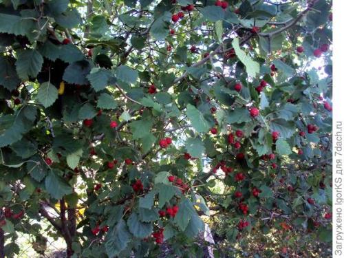 Можно ли вырастить боярышник Пауль из семян, или лучше купить саженцы. Как я вырастил боярышник из семян