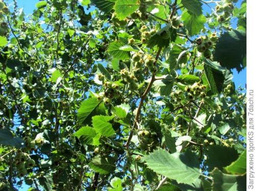 Можно ли вырастить боярышник Пауль из семян, или лучше купить саженцы. Как я вырастил боярышник из семян