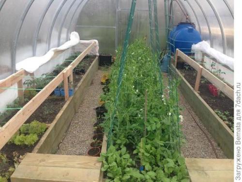 Томат Розовый Гигант. Картофелелистный томат Розовый Гигант - любовь с первого всхода