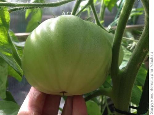 Томат Розовый Гигант. Картофелелистный томат Розовый Гигант - любовь с первого всхода