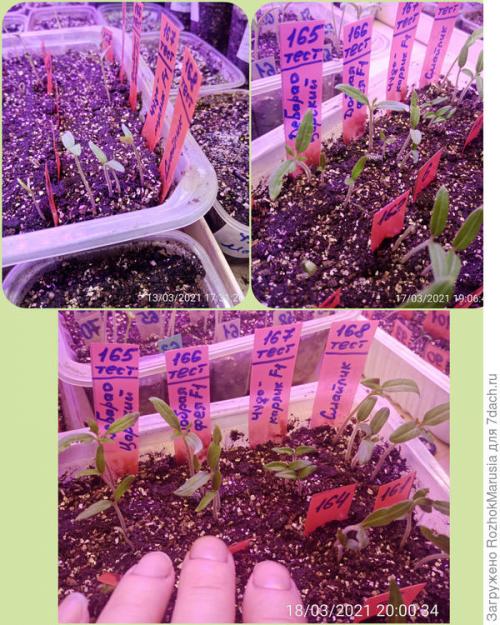 Лучшие сорта томатов фирмы аэлита. Пару сортов, два гибрида - итого четыре вида! Начинаем тестирование томатов от Аэлиты