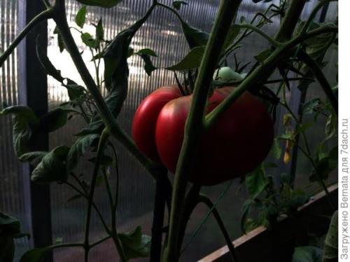 Томат Розовый Гигант. Картофелелистный томат Розовый Гигант - любовь с первого всхода