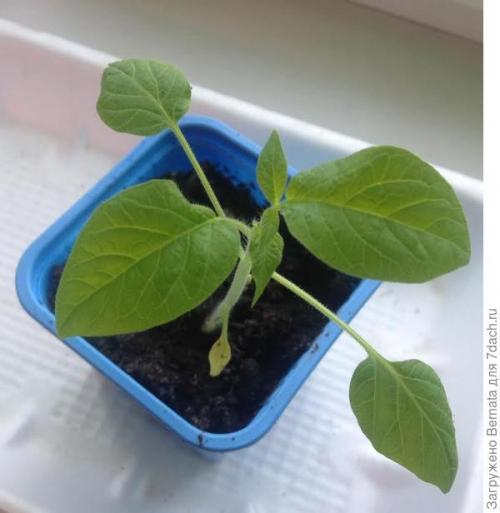 Томат Розовый Гигант. Картофелелистный томат Розовый Гигант - любовь с первого всхода