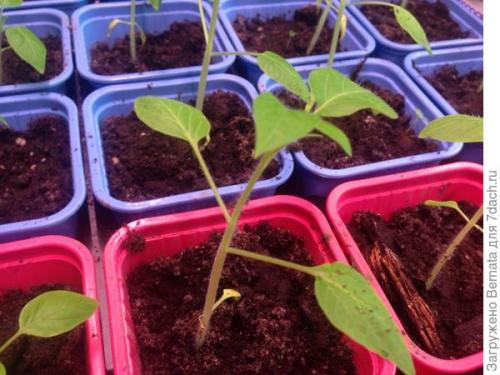 Томат Розовый Гигант. Картофелелистный томат Розовый Гигант - любовь с первого всхода