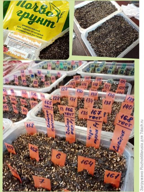 Лучшие сорта томатов фирмы аэлита. Пару сортов, два гибрида - итого четыре вида! Начинаем тестирование томатов от Аэлиты