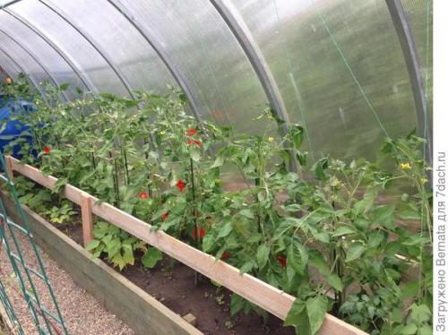 Томат Розовый Гигант. Картофелелистный томат Розовый Гигант - любовь с первого всхода