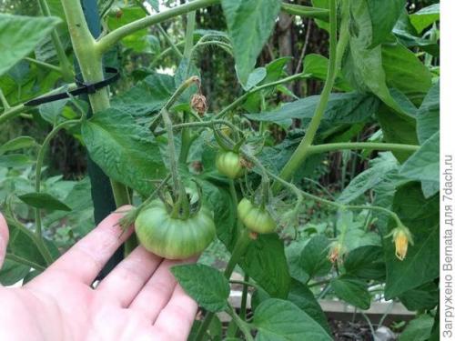 Томат Розовый Гигант. Картофелелистный томат Розовый Гигант - любовь с первого всхода