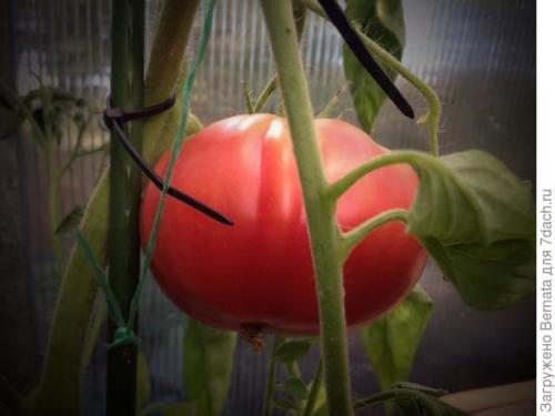 Томат Розовый Гигант. Картофелелистный томат Розовый Гигант - любовь с первого всхода